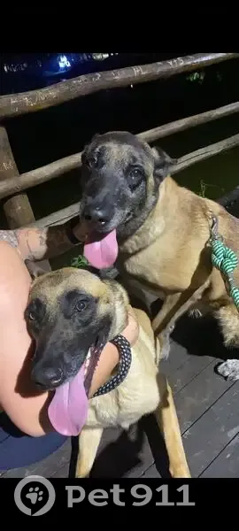 Cachorro perdido - photo