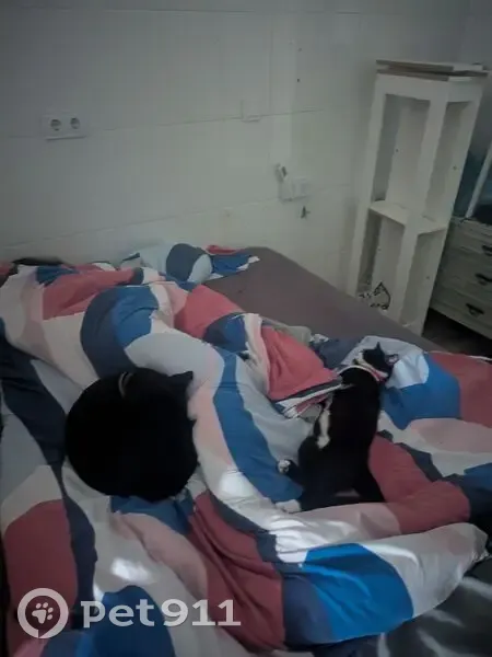 Gato Perdido: Negro con Manchas Blancas en San Pedro - photo