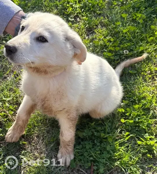 Found собака, Desvoignes Road, 2956, Denison - young dog with pink collar - photo