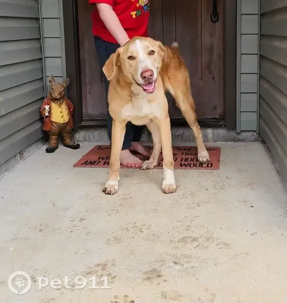 Found Собака, Male, Alexander, Arkansas - light tan with white face - photo