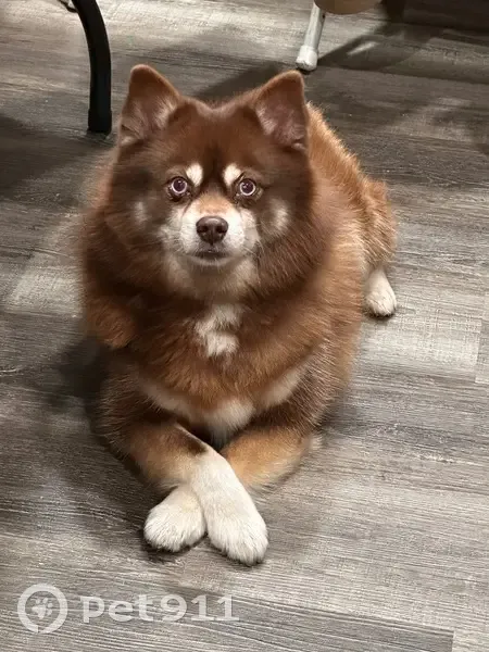 Lost собака, Cook Avenue, 10748, Oak Lawn - Pomsky, light brown with white patch - photo