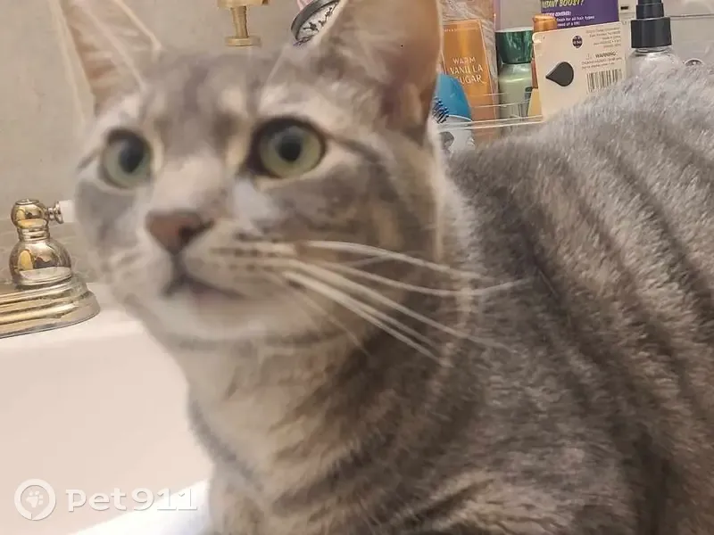 Lost male cat, Dewitt Road, 5284, Cross Lanes - timid tabby with collar - photo