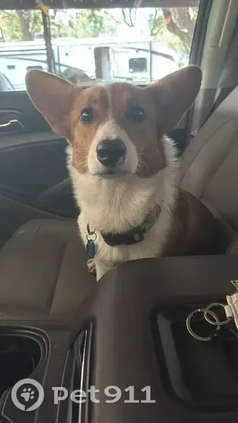 Lost Собака, Texas 11, Sherman - Welch corgi named Botas - photo