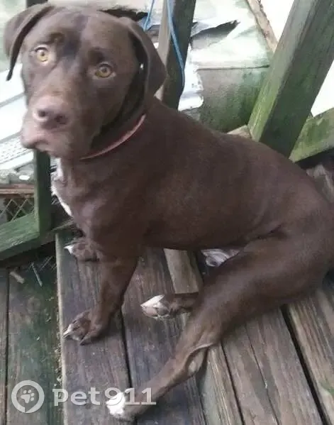 Lost Собака, Male, Entrekin Avenue, 9540, Vancleave - Brownish Red with Amber Eyes - photo