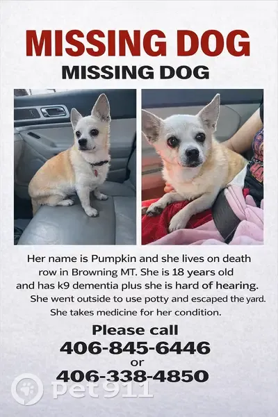Lost Собака, Detox Road, 37, Browning - small chihuahua mix with cataracts - photo