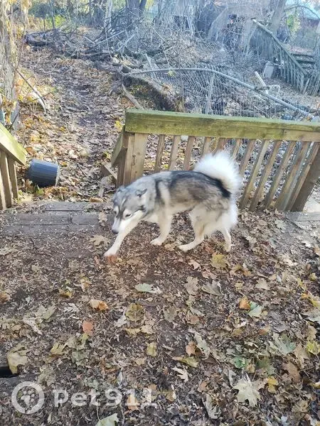 Lost Собака, Female, Madonna Drive, 12246, Lansing - friendly, black grey and white coat - photo