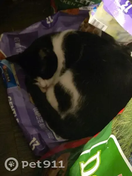 Lost Кошка, Female, Jodie Drive, 130, Huntsville - black and white with a notched ear - photo