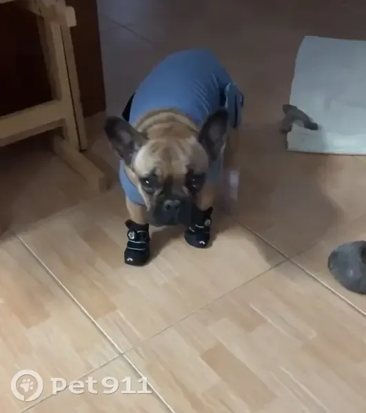 Lost Собака, Doyle Road, 1709, Deltona - Female Frenchie with Black Mask - photo