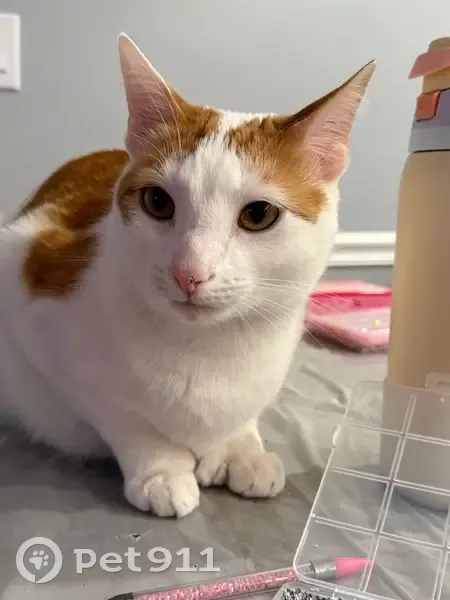 Lost Кошка, Newbury Street, 29, Revere - orange and white with extra thumbs - photo