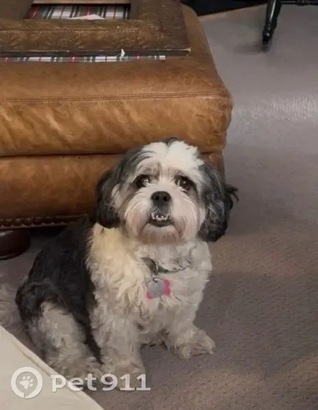 Lost Собака, Female, North 4th Street, 2004, Waco, Temple - Black and white with tan marking - photo