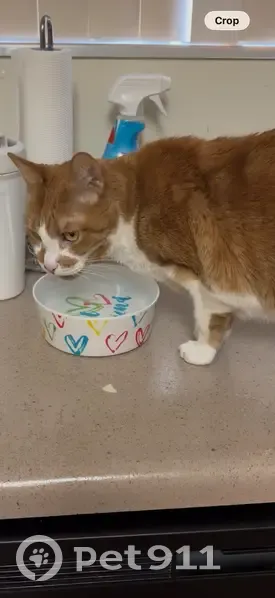 Lost Кошка, Murray Boulevard, 5014, Murray - typical orange Tabi cat - photo