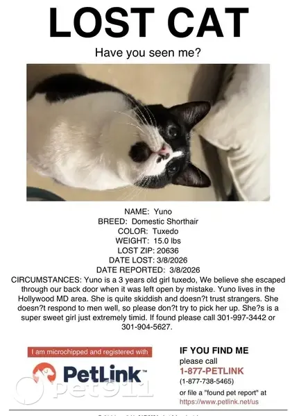 Lost кошка, Hollywood Road, Arlington - 3 year old tuxedo with black nose spots - photo