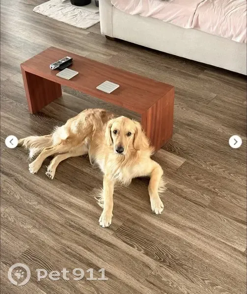 Lost Собака, West Morning Vista Road, 1400, Lehi - Male named Viggo - photo