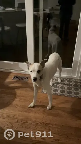 Lost Собака, South Telluride Court, 7505, Centennial - bicolor eyes, brown ears - photo