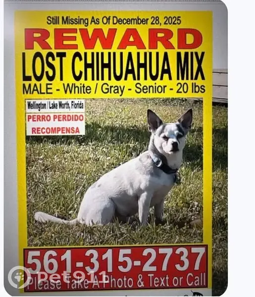 Lost Собака, Florida 7, 4340, Wellington - White and Grey - photo