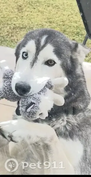 Lost Собака, West Sunnyslope Lane, 9514, Peoria - blue and brown eyes - photo