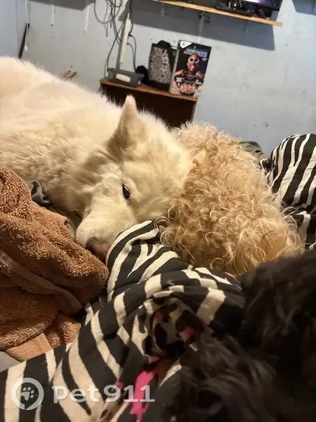 Lost Собака, Tall Trees Road, 154, Trinidad - white siberian husky with ice blue eyes - photo