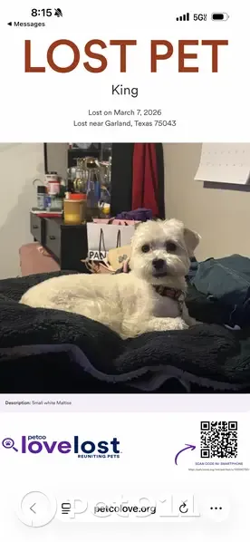 Lost Собака, Broadway Commons, 737, Garland - White short cut yellow Garfield collar - photo