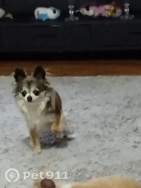 Perdu chien femelle, Rue Clavel, 19, Paris - chihuahua tricolore - photo