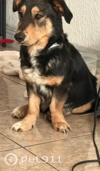 Lost Собака, Vegas Drive, 6101, Las Vegas - white small chest hair, tan legs - photo