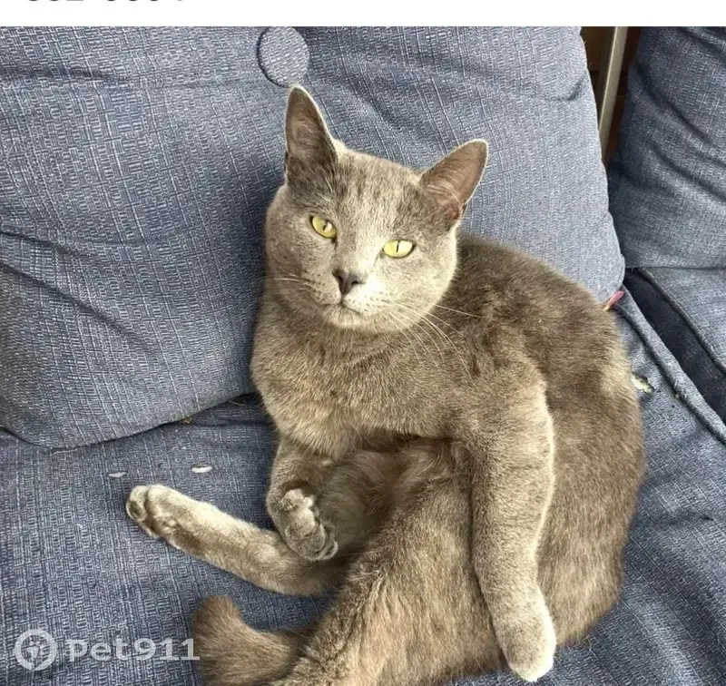 Lost кошка, South Old State Road 37, Greenwood - all grey, big boy - photo