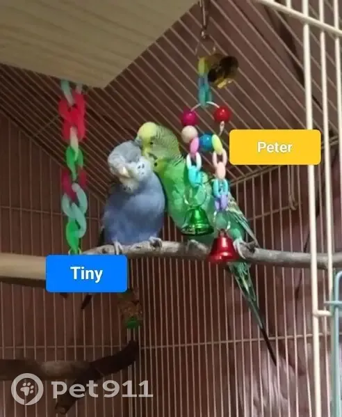 Lost Light Grey/Blue Bird in Adelaide - photo