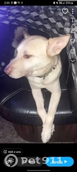 Lost Собака, South Carolina 215, Charlotte - German sheppard mixed with huskey - photo