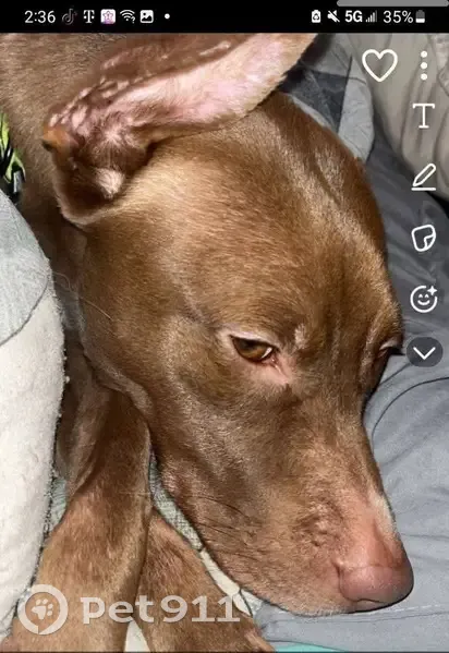 Lost собака, South Carolina 215, South Carolina - brown and white with a curved ear - photo