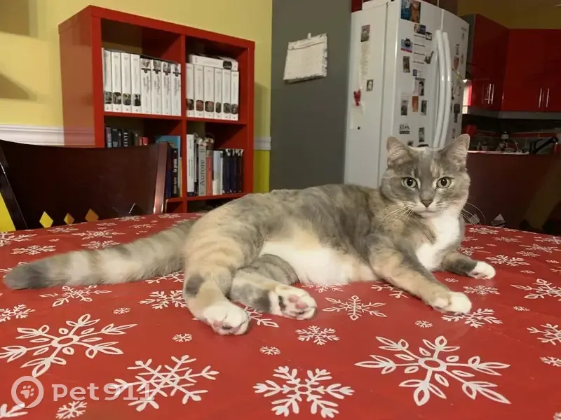 Chat disparu Fille (fl585735) - photo