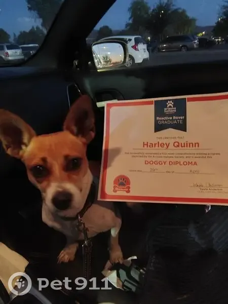 Lost Собака, North 51st Avenue, 50, Phoenix - female Chihuahua - photo