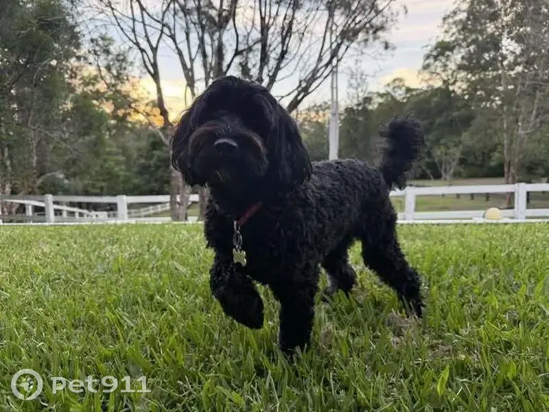 Lost Dog: Bone Collar, Sunshine Coast - photo