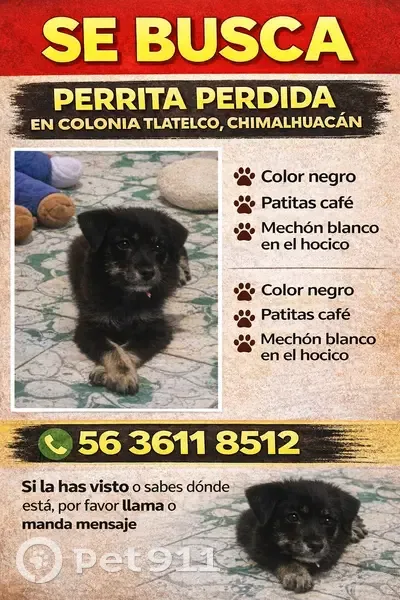 ¡Ayuda a Encontrar a Perrita Negra Perdida! - photo