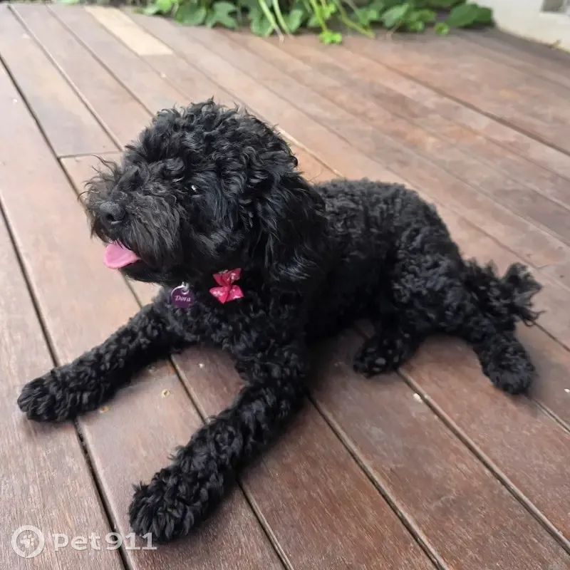 Help Find Dora: Stolen Cavoodle Alert! - photo