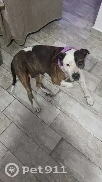 Perro Perdido: Blanca y Atigrada en Sanlúcar - photo