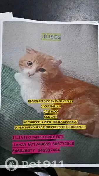 ¡Gato Anaranjado Perdido en Guadalajara! - photo