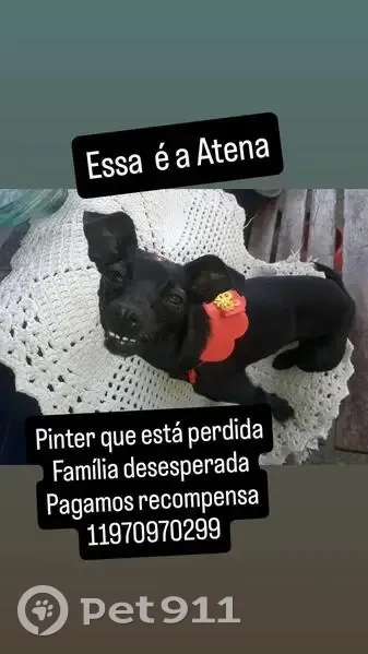 Cachorro perdido - photo