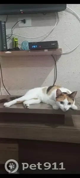 Gato desaparecido - photo