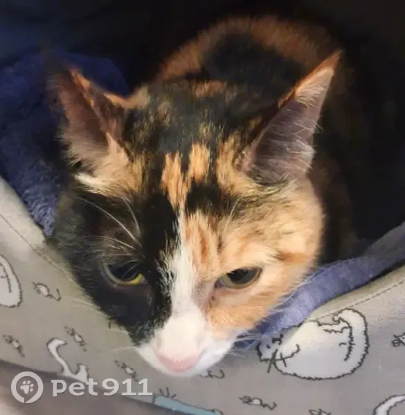 Friendly Young Calico Found in Roodepoort - photo