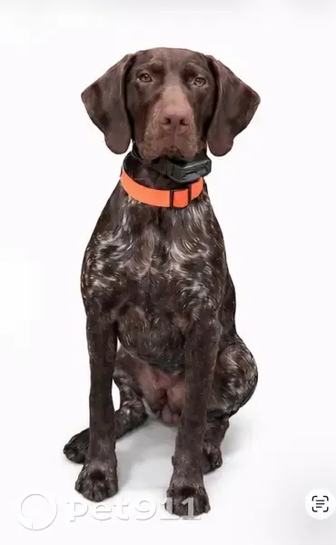 Lost Собака, Gravel Hill Road, Parrott - shy but friendly - photo