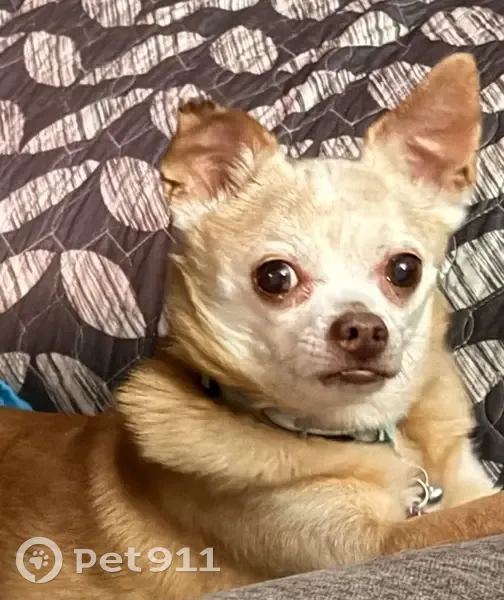 Lost Собака, Female, Caughdenoy Road, 5243, Town of Clay, North Syracuse - fawn chihuahua with heart condition - photo