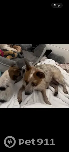 Lost Собака, Rock House - red mini healer female - photo