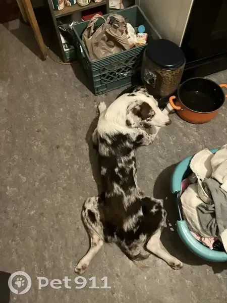 Lost Собака, E Street, 575, Waterford - brown Merle Australian with unique features - photo