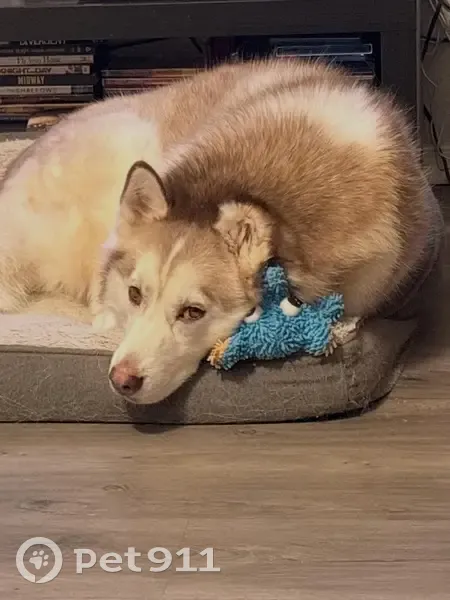 Lost Собака, 4700 West, West Haven - 5 year old husky - photo