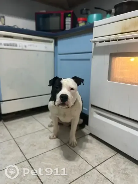 Lost Собака, East Bowman Street, 235, South Bend - black and white tuxedo fur pattern - photo