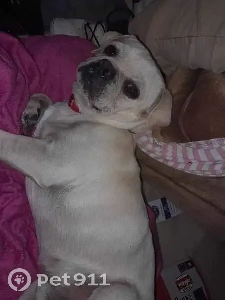 Lost Собака, Picayune, Mississippi - white creamish color pug - photo