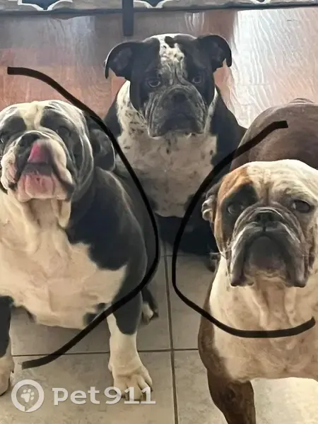 Lost Собака, Female, North Street Southeast, 1619, Decatur - very friendly - photo