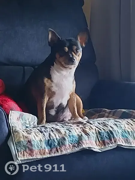 Lost Собака, Rhodes Street Northwest, 943, Hartselle - black with white brindle color - photo