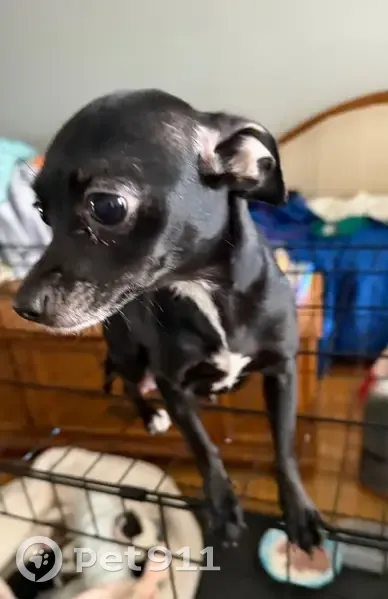 Lost собака, West 58th Place, 3752, Chicago - Black with white patch in front - photo