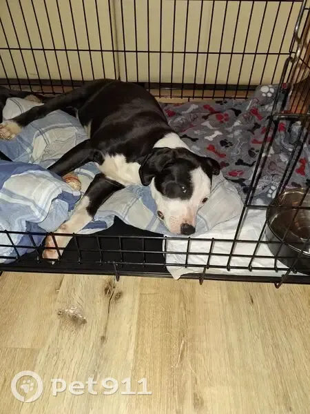 Found Male Dog, Havenshire Place, 196, Williamston - Black with Mostly White Face - photo