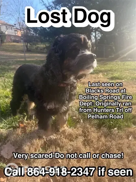 Lost Собака Female, Hunters Trail, 162, Wade Hampton - curly black coat - photo